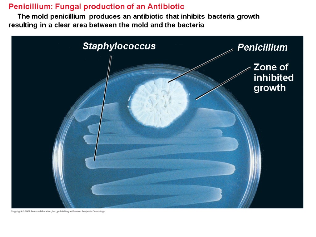 Penicillium: Fungal production of an Antibiotic The mold penicillium produces an antibiotic that inhibits